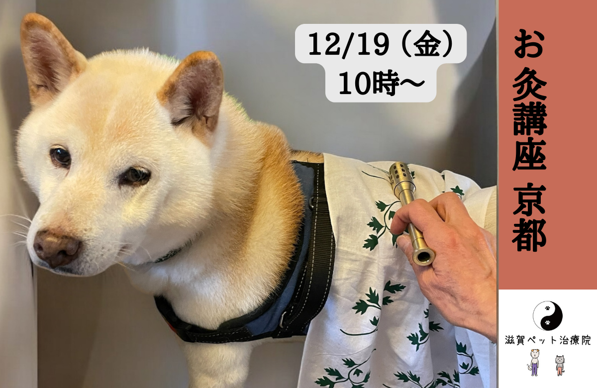 ペット鍼灸入門「お灸講座」in 京都バナー