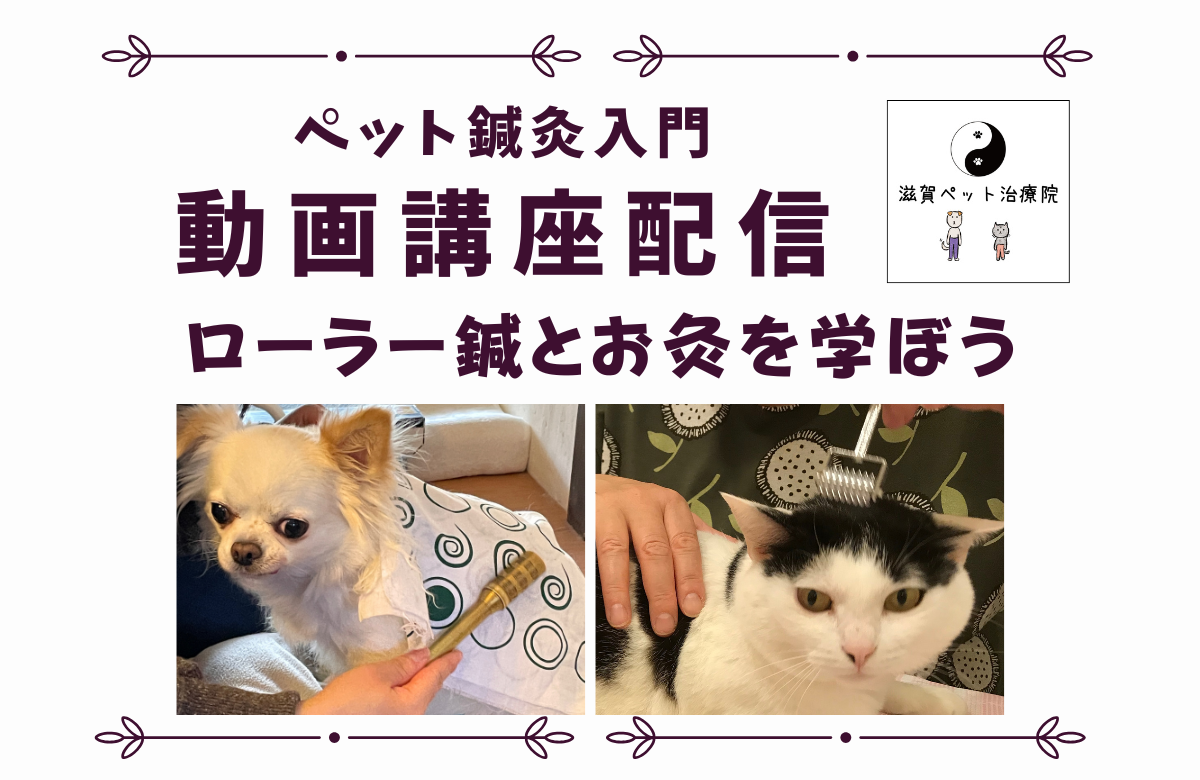ペット鍼灸入門動画講座バナー