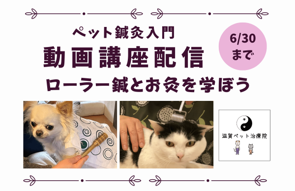 ペット鍼灸入門動画講座申込み